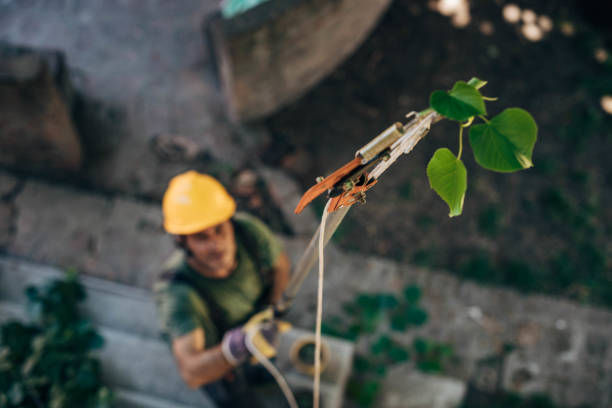 Best Fruit Tree Pruning  in Langdon, ND