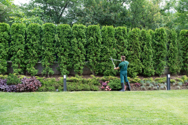 Best Lawn Pest Prevention  in Langdon, ND